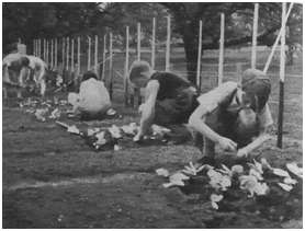 Beim Pflanzen im Schülergarten Manegg 1937 