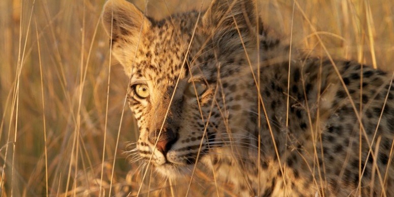 Leoparden Kinderuni
